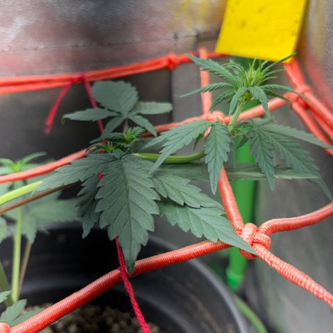 Pren vaso maior  growlog timeline photo