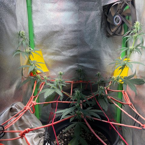 Pren vaso maior  growlog timeline photo