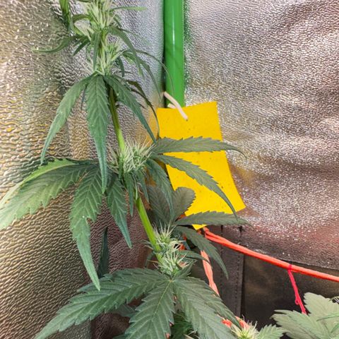 Pren vaso maior  growlog timeline photo