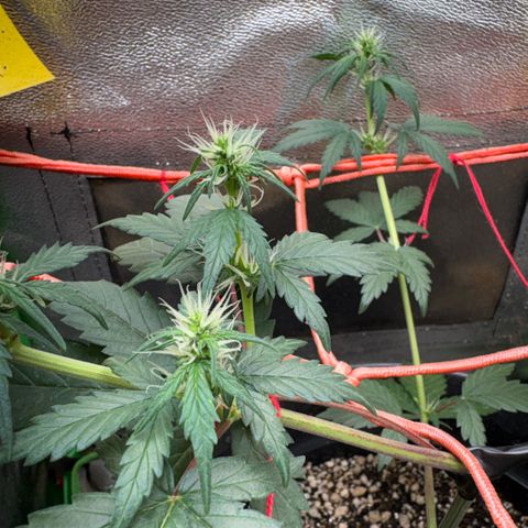 Pren vaso maior  growlog timeline photo