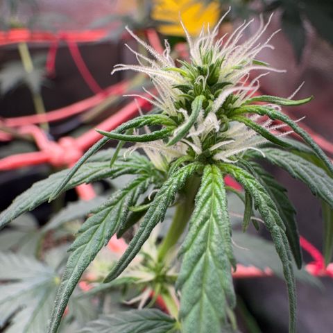 Pren vaso maior  growlog timeline photo