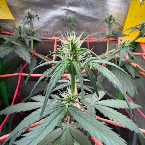 Pren vaso maior  growlog timeline photo