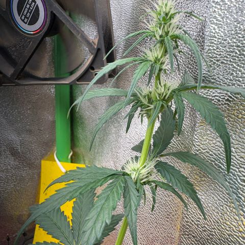 Pren vaso maior  growlog timeline photo