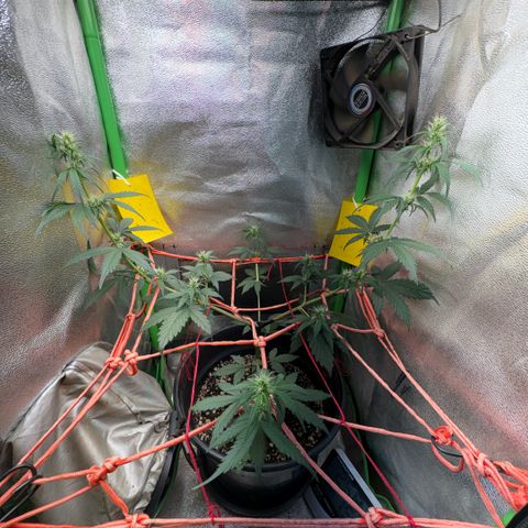 Pren vaso maior  growlog timeline photo