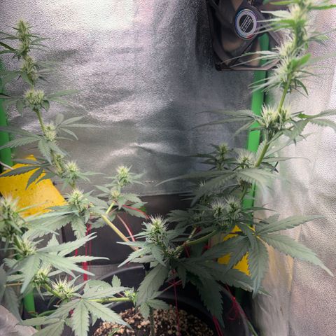Pren vaso maior  growlog timeline photo