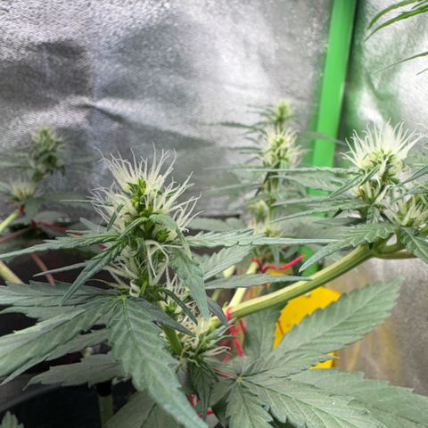 Pren vaso maior  growlog timeline photo
