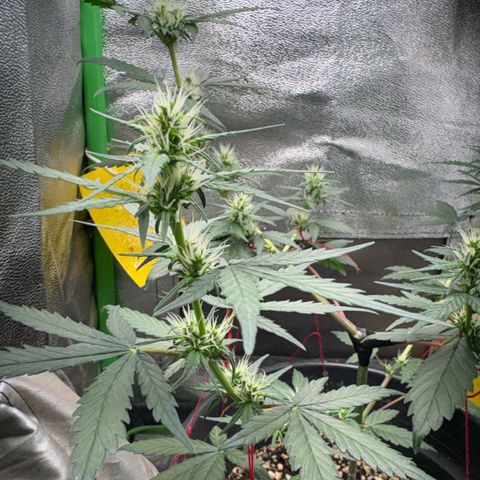 Pren vaso maior  growlog timeline photo