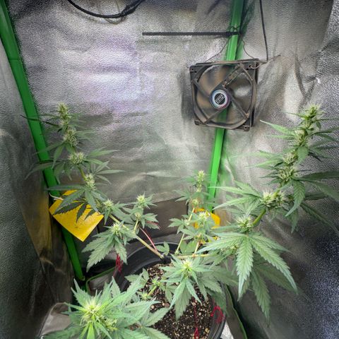 Pren vaso maior  growlog timeline photo