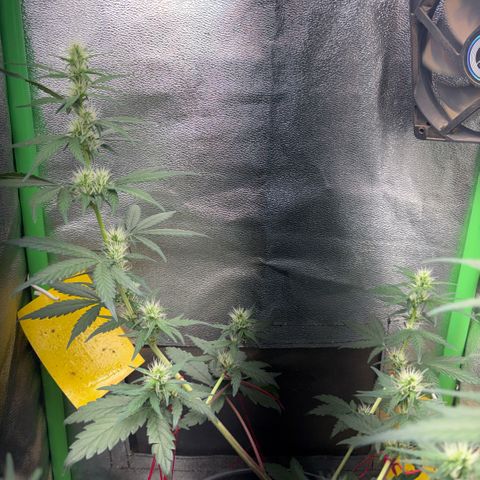 Pren vaso maior  growlog timeline photo