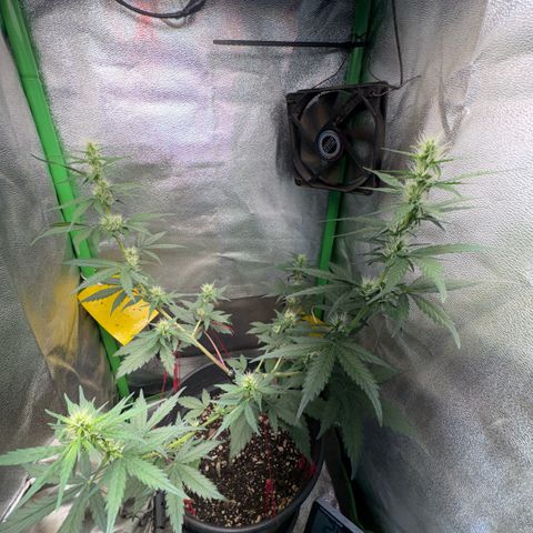 Pren vaso maior  growlog timeline photo
