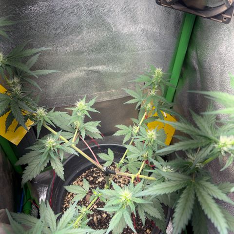 Pren vaso maior  growlog timeline photo
