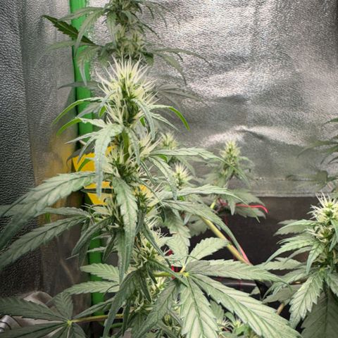 Pren vaso maior  growlog timeline photo