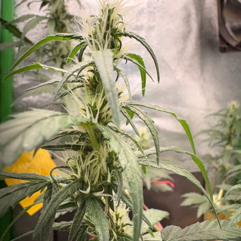 Pren vaso maior  growlog timeline photo