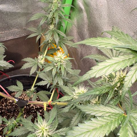Pren vaso maior  growlog timeline photo