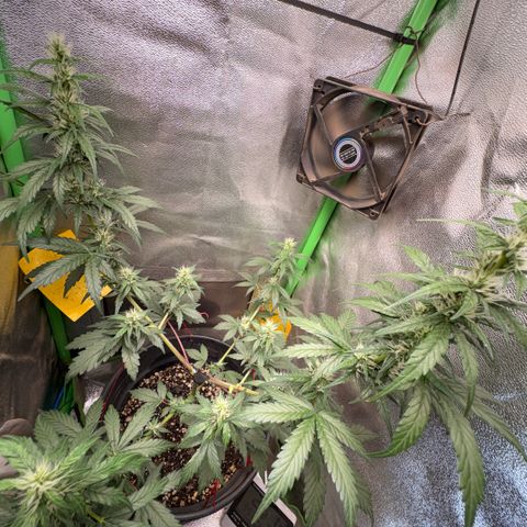 Pren vaso maior  growlog timeline photo