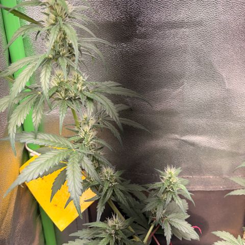 Pren vaso maior  growlog timeline photo