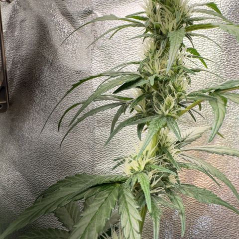 Pren vaso maior  growlog timeline photo
