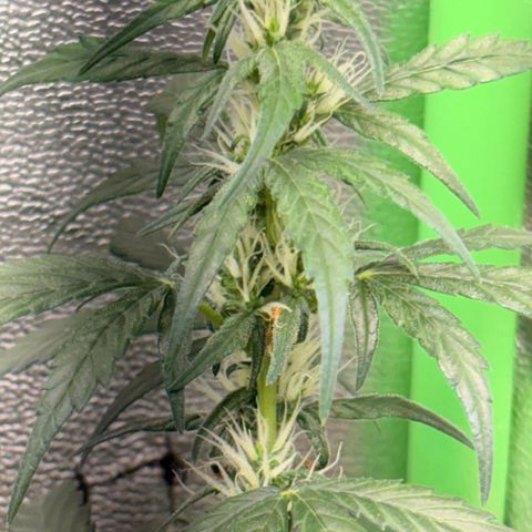 Pren vaso maior  growlog timeline photo