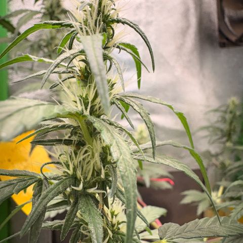 Pren vaso maior  growlog timeline photo