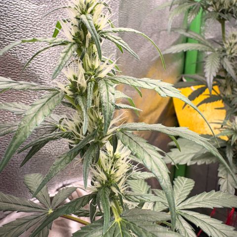 Pren vaso maior  growlog timeline photo