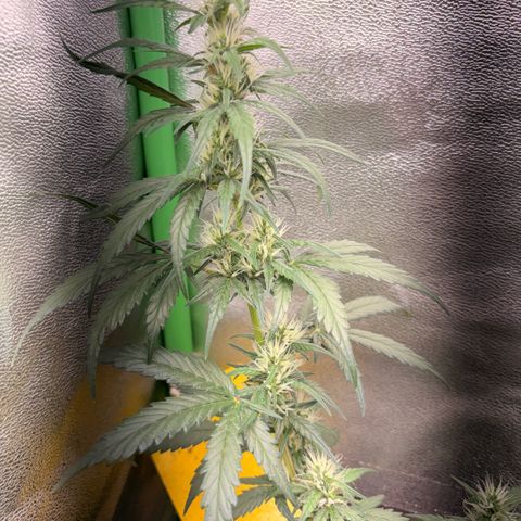 Pren vaso maior  growlog timeline photo