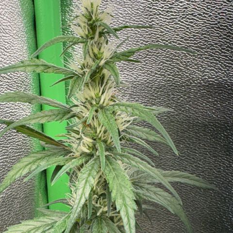 Pren vaso maior  growlog timeline photo