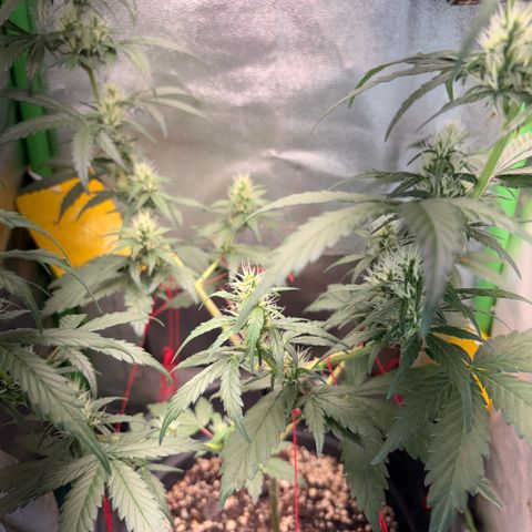 Pren vaso maior  growlog timeline photo