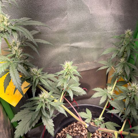 Pren vaso maior  growlog timeline photo