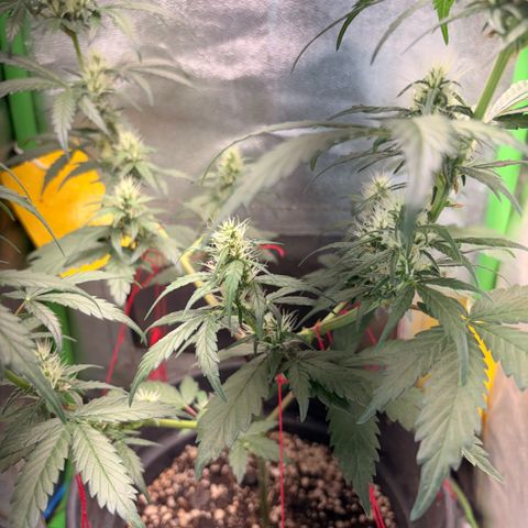 Pren vaso maior  growlog timeline photo