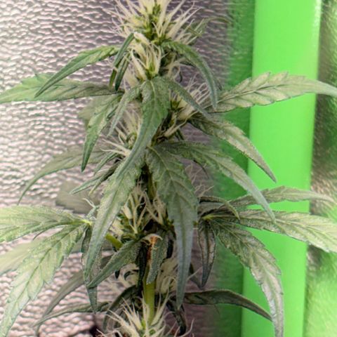 Pren vaso maior  growlog timeline photo