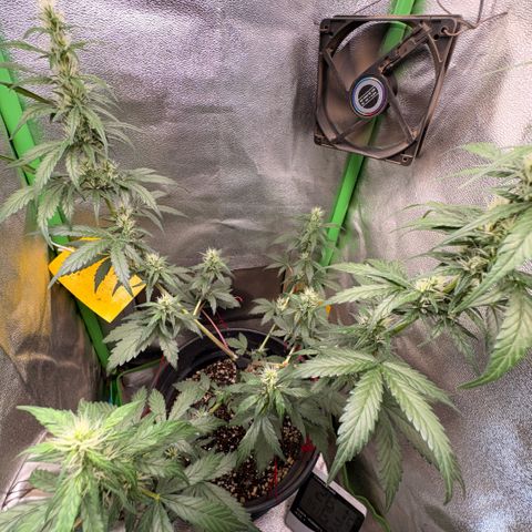 Pren vaso maior  growlog timeline photo
