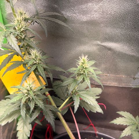 Pren vaso maior  growlog timeline photo