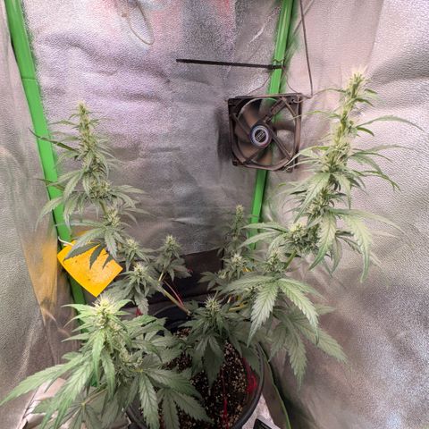 Pren vaso maior  growlog timeline photo