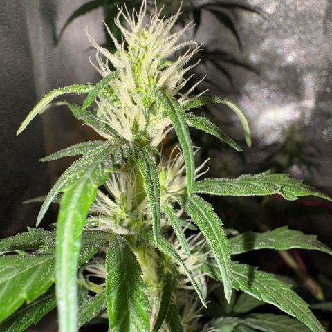 Pren vaso maior  growlog timeline photo