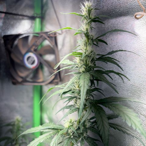 Pren vaso maior  growlog timeline photo
