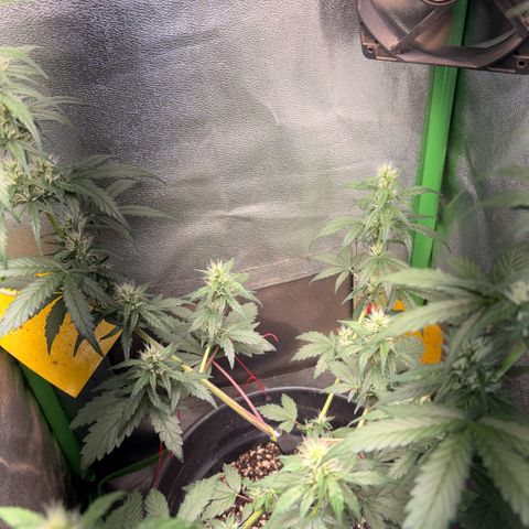 Pren vaso maior  growlog timeline photo