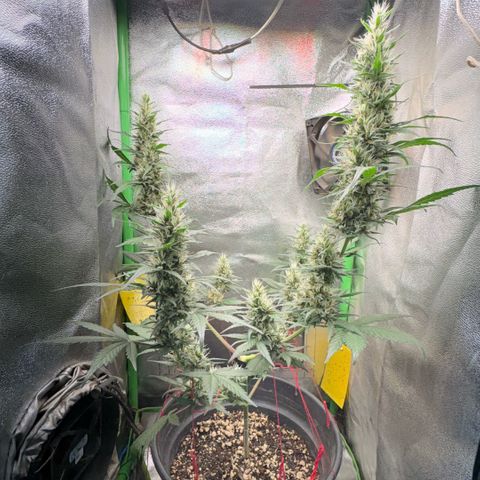 Pren vaso maior  growlog timeline photo