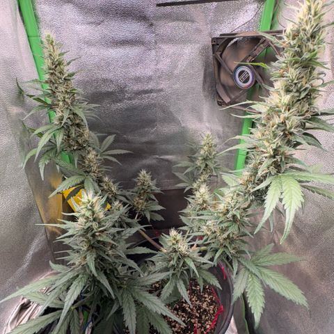 Pren vaso maior  growlog timeline photo