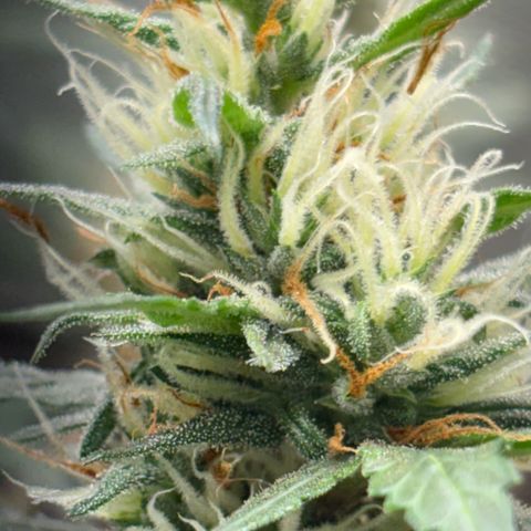 Pren vaso maior  growlog timeline photo