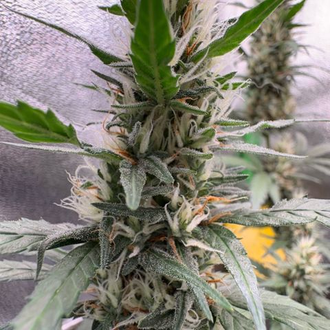 Pren vaso maior  growlog timeline photo
