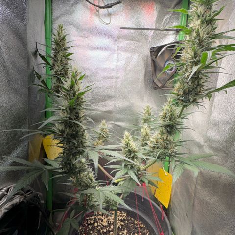 Pren vaso maior  growlog timeline photo