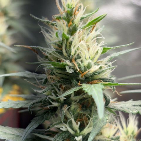 Pren vaso maior  growlog timeline photo