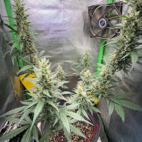 Pren vaso maior  growlog timeline photo
