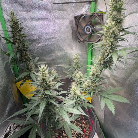 Pren vaso maior  growlog timeline photo