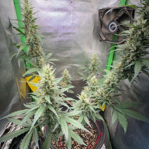 Pren vaso maior  growlog timeline photo