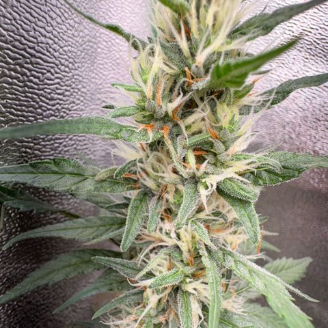 Pren vaso maior  growlog timeline photo