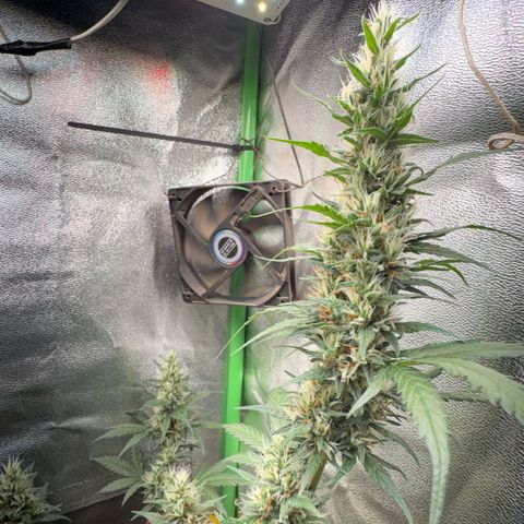 Pren vaso maior  growlog timeline photo