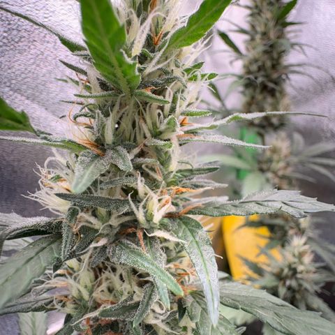 Pren vaso maior  growlog timeline photo