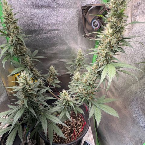 Pren vaso maior  growlog timeline photo