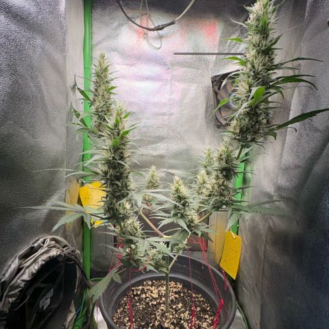 Pren vaso maior  growlog timeline photo